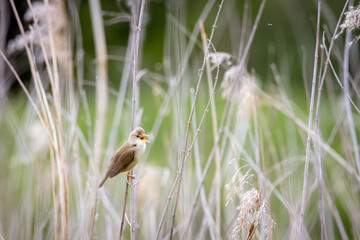A male marsh warbler sits on the dry reed and sings its song with a green background toward the...