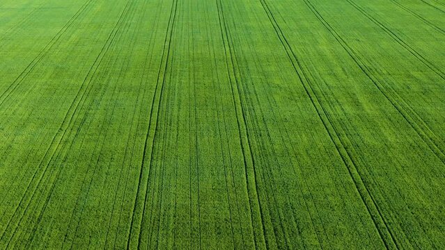Big green field of young wheat aerial view moving forward