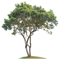 Tree isolated on white background.