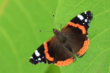 Red Admiral, Vanessa atalanta, on green background
