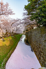 金沢城内堀の花筏