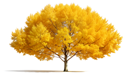 Golden Aspen Tree Isolated white background 
