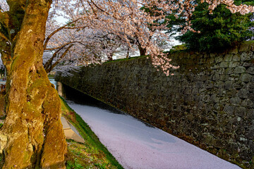 金沢城内堀の花筏