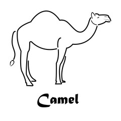 Drawing of a camel. Vector linear camel.