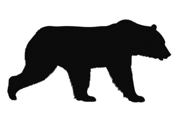 Silhouette of a black bear walking Isolated on background
