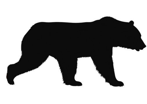 Silhouette of a black bear walking Isolated on background