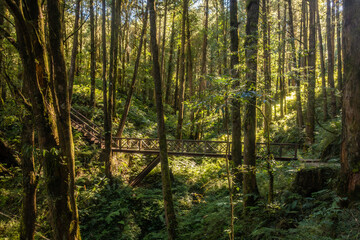 Fototapeta premium Beautiful fairytale-like forest. Alishan National Forest Recreation Area, Taiwan.