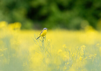 Western Yellow Wagtail, Motacilla flava. A bird sits on a yellow field of flowering rapeseed