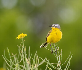 Western Yellow Wagtail, Motacilla flava. A bird sits in a field of rapeseed on a flat background