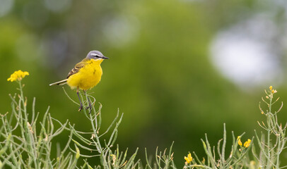 Western Yellow Wagtail, Motacilla flava. A bird sits in a field of rapeseed on a flat background
