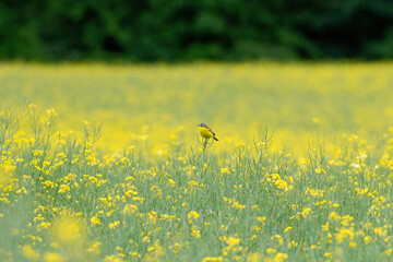Western Yellow Wagtail, Motacilla flava. A bird sits on a yellow field of flowering rapeseed