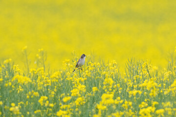 Common whitethroat, Sylvia communis. A bird sits on a yellow field of flowering rapeseed