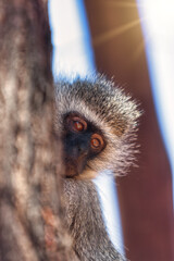 vervet monkey hiding behind a tree trunk at sunset in the bush