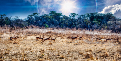 impala herd running and jumping in the african bush