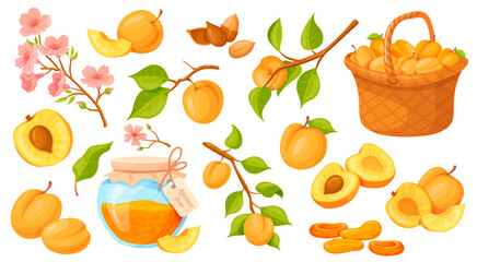 Cartoon apricots. Ripe apricot or peach in basket, fruit tree branch spring blossoms, juice nectarine twigs green leaf, cut orange fruits pieces, isolated neat vector illustration