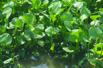 Obraz premium Water hyacinth is an aquatic plant that grows abundantly in water areas and can cause silting in rivers and can be used as raw material for crafts.
