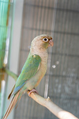 A beautiful lovebird perched on a branch against a blur background.