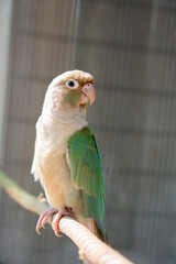 A beautiful lovebird perched on a branch against a blur background.