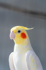 Beautiful cocktail parrot natural bird