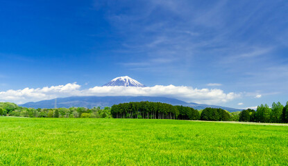 春の富士山と草原　
