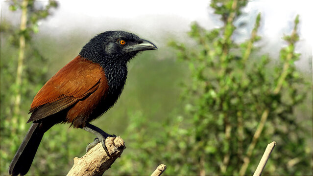 Photo of Greater coucal