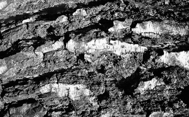 Black & white birch tree bark texture backdrop