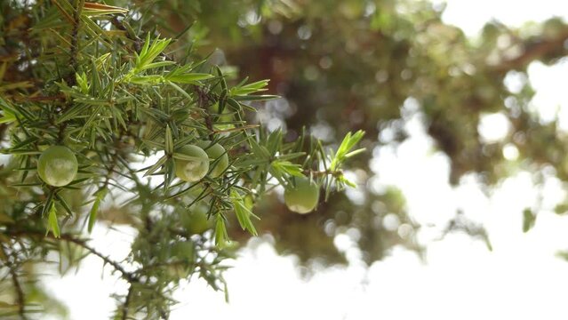 Juniperus oxycedrus (prickly juniper, cade juniper and cade (from French genevrier cade), sharp cedar) is species of juniper, native across Mediterranean region from Morocco and Portugal, France.
