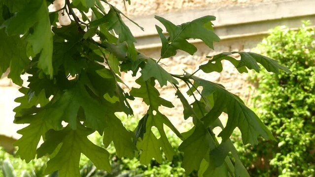 Quercus macrocarpa, the bur oak, sometimes spelled burr oak, is a species of oak in the white oak section Quercus sect. This plant is also called mossycup oak and mossycup white oak.