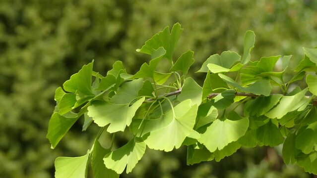 Ginkgo biloba, known as ginkgo, also spelled gingko, or as the maidenhair tree, is the only living species in the division Ginkgophyta, all others being extinct.