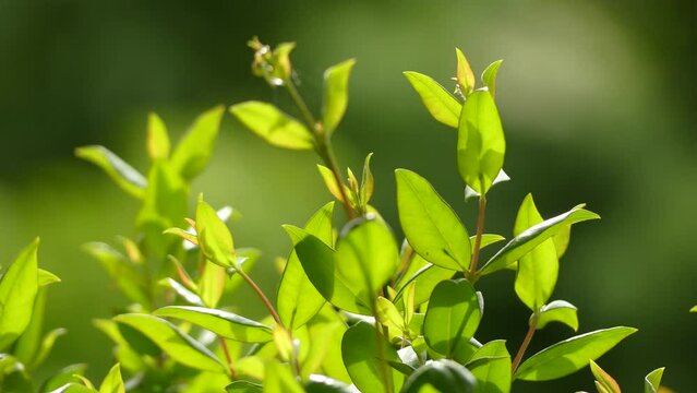 Myrtus communis, the common myrtle, is an evergreen shrub native to southern Europe, north Africa, western Asia, Macaronesia, and the Indian Subcontinent, and also cultivated.