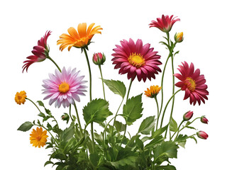illustration of flower isolated on transparent background