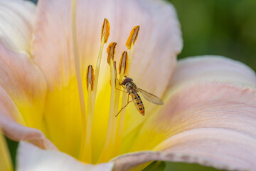 Marmalade hoverfly collecting nectar from beige lily flower macro photography on a summer day. A...