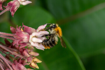 A bee pollinates milkweed flower macro photography in springtime. A bumblebee pollinates asclepias...