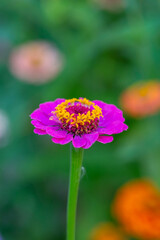 Blossom pink zinnia flower on a green background on a summer day macro photography. Blooming zinnia with pink petals close-up photo in summertime.	
