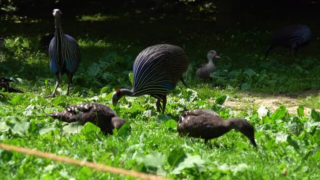Vulturine guineafowl (Acryllium vulturinum) is the largest extant species of guineafowl. It is a member of the bird family Numididae, and is the only member of the genus Acryllium.