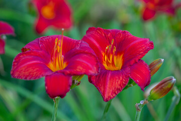 Blooming red lilies on a green background on a summer sunny day macro photography. Garden lillies...