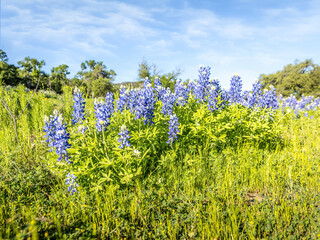 Blue bonnets in a lush green meadow, springtime in Texas