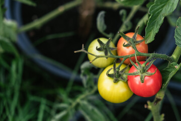 Beautiful tomatoes on the plant growing in the pot. Four pieces. Stages of vegetable ripening: red,...
