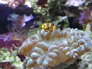 Poisson Clown Aquarium