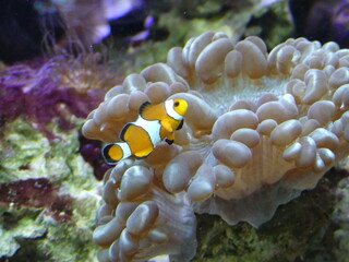 Poisson Clown Aquarium