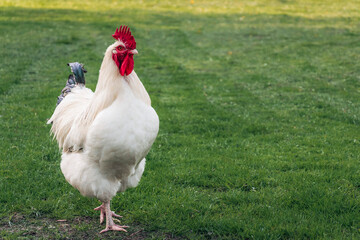 White rooster on a grassy background