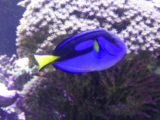 Poisson bleu et jaune aquarium