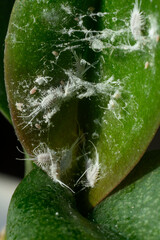 Leaf of orchids damaged by mealybugs, spider webs, close-up. Orchids are damaged by dangerous pests that feed on plant juices and cause great harm to them. Pseudococcus longispinus, Vertical.