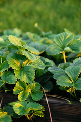 Lots of strawberry bushes with mustache in a high wooden bed in sunny evening light. Cultivated daughter plants. Leaves background close-up. Home gardening. Green healthy garden. High quality 4k