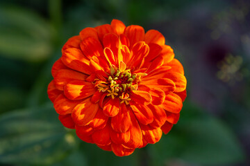 Blossom yellow zinnia flower on a green background on a summer day macro photography. Blooming zinnia with yellow petals close-up photo in summertime	
