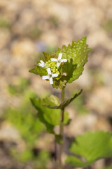 White watercress flowers blooming on a spring day in an Iowa forest. 