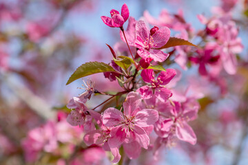 Pink crab apple blossoms on a branch in early springtime with blurred pink and blue background, closeup photo. 