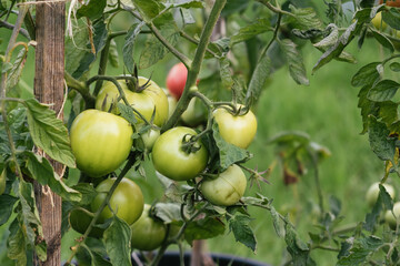 Growing of green tomatoes in the garden. Tied plant. Stages of vegetable ripening. Small harvest due to drought and poor soil. Ecological problem and hunger concept. Copy space. Close-up