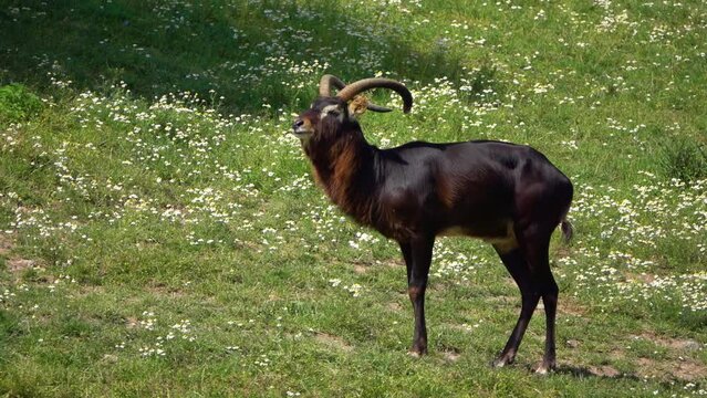 Nile lechwe or Mrs Gray's lechwe (Kobus megaceros) is an endangered species of antelope found in swamps and grasslands in South Sudan and Ethiopia.