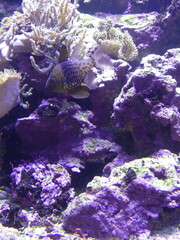 Poissons dans un aquarium